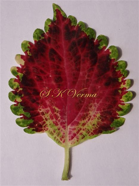  Leaf (Adaxial View)